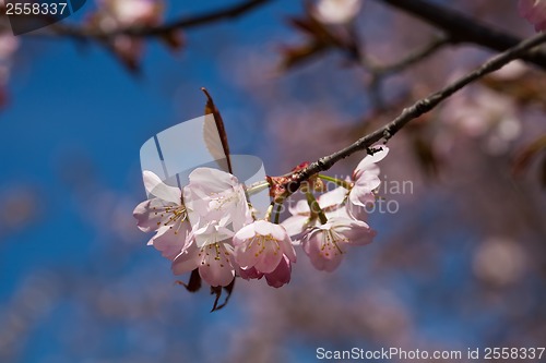 Image of Cherry blossom