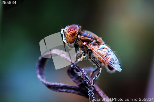 Image of Eristalis tenax on withered plant