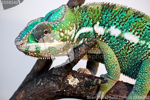 Image of Panther chameleon