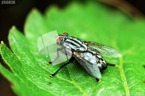Image of Red eye fly