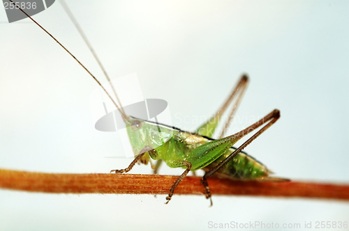 Image of Grasshopper on stalk over white background