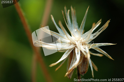 Image of Seed of tridax procumben