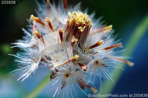 Image of Seed of tridax procumben