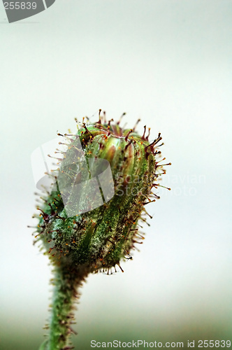 Image of Bud of asteraceae plant