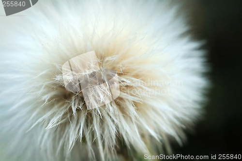 Image of Fluff of taraxacum like seed of plant