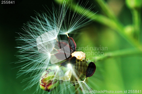 Image of Fluff of seed