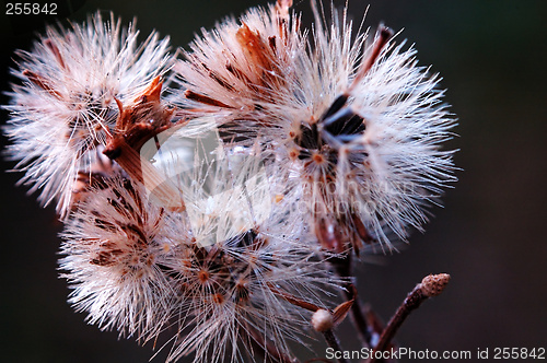 Image of Seed heads of conyza bonariensis