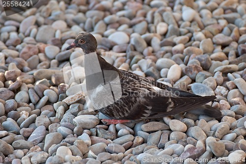 Image of Dove on the pebbles.