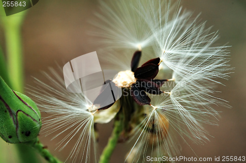 Image of Seeds of head lettuce