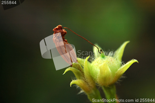 Image of The seed of climbing plant