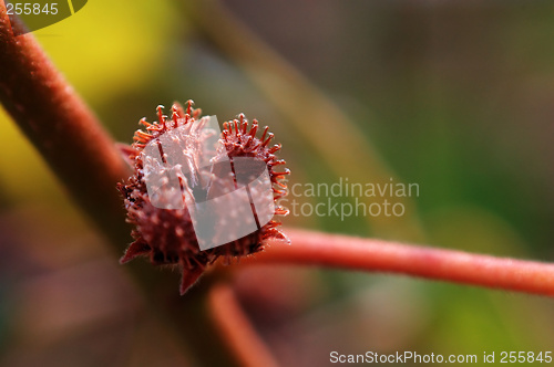 Image of Nut, seed of plant