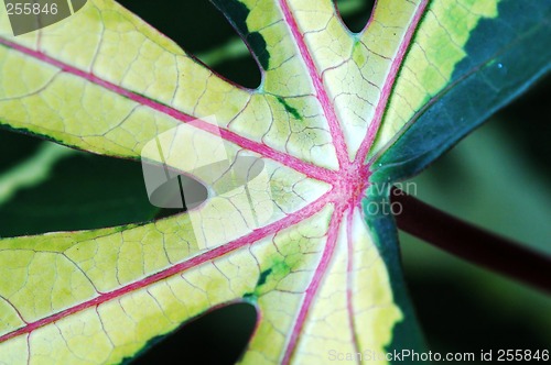 Image of Leaf