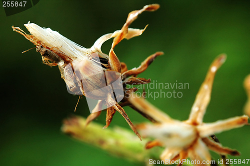 Image of Dry flower with bugs