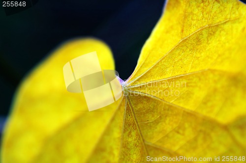 Image of Details of leaf