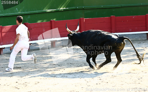 Image of Corrida man abd bull