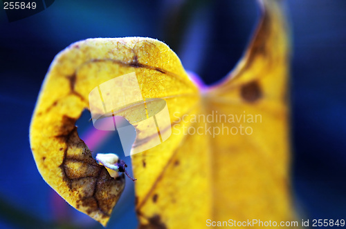 Image of Leaf of climbing plant