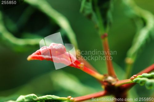 Image of Red leaf