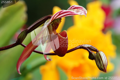 Image of Pink lady slipper (orchid)