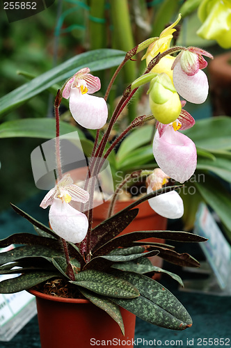 Image of Lady slipper (orchid)