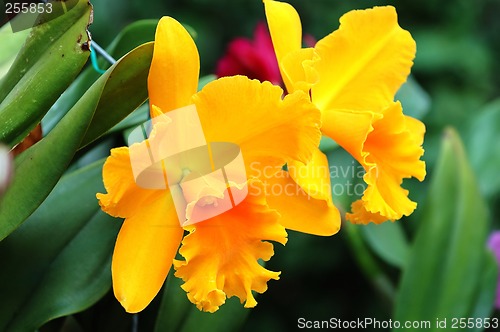 Image of Yellow orchid
