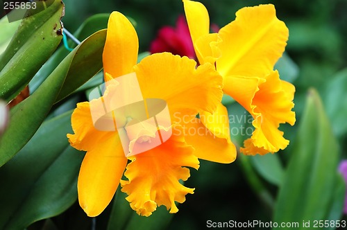 Image of Yellow orchid