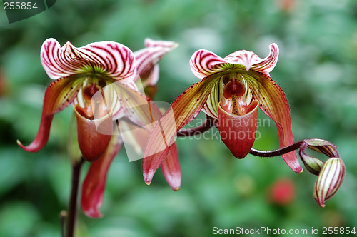 Image of Pink lady slipper (orchid)