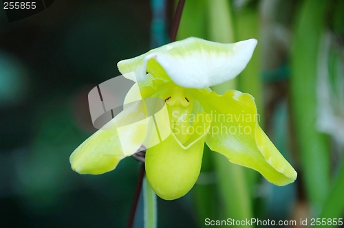 Image of Green lady slipper (orchid)