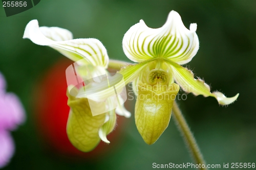 Image of Green lady slipper (orchid)
