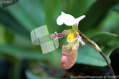 Image of Pink lady slipper (orchid)