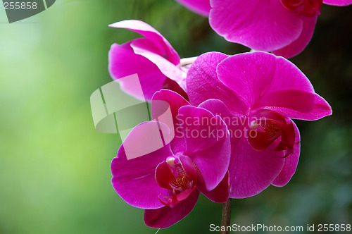 Image of Pink Orchid
