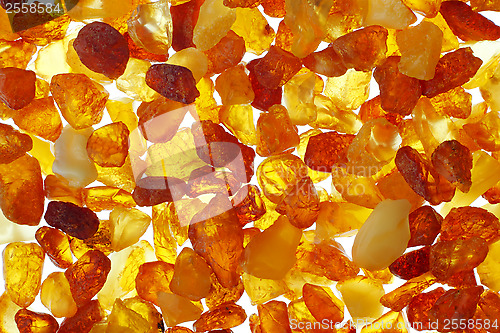 Image of Amber