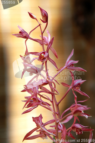 Image of Pink orchid