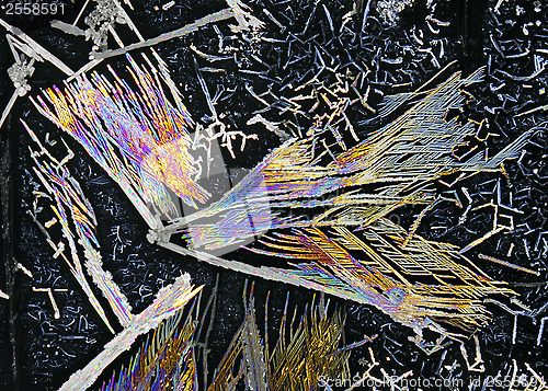 Image of Microscopic view of potassium nitrate crystals in polarized ligh