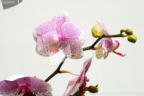 Image of Pink spot orchid