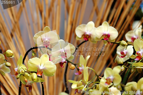 Image of Yellow orchid