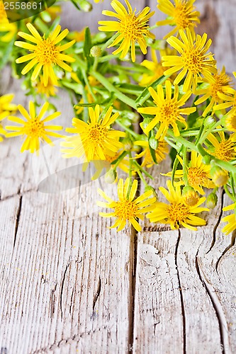 Image of wild yellow flowers 