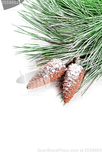 Image of fir tree branch with pinecones 