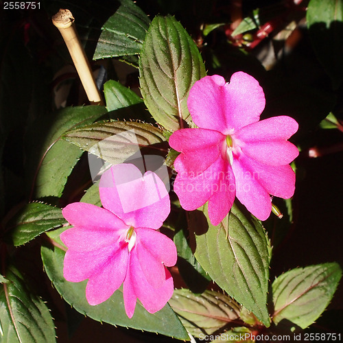 Image of Impatiens New Guinea flower