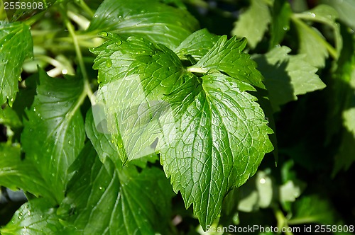 Image of Catnip plant up close