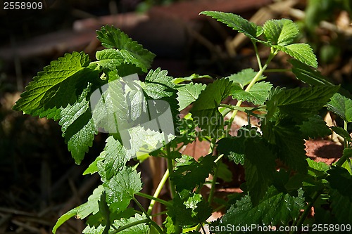 Image of Catnip plant