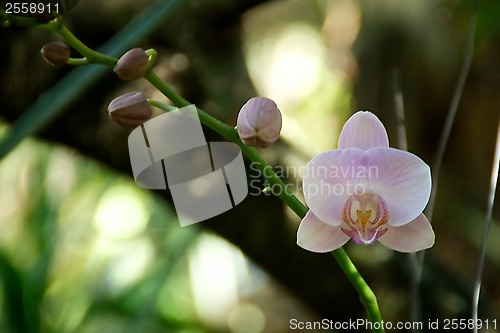 Image of pastel colored orchid bloom with buds