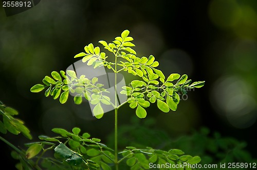 Image of young moringa tree