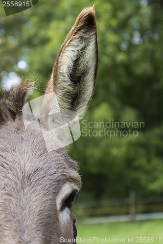 Image of detail of donkey with huge ear