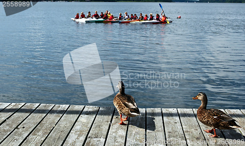 Image of Duck looking at children on kayak