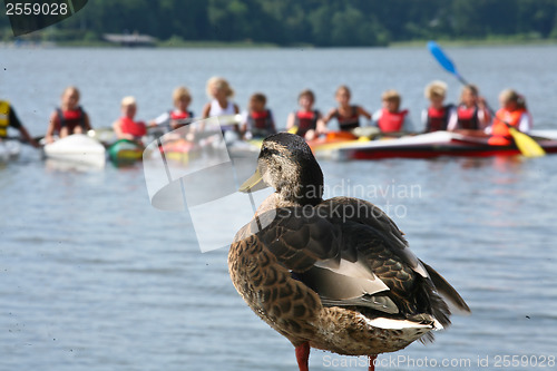 Image of Duck looking at children on kayak