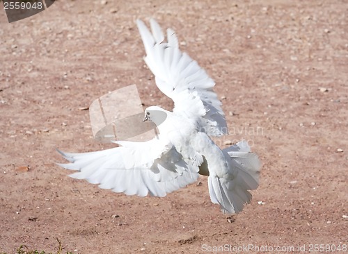 Image of White pigeon