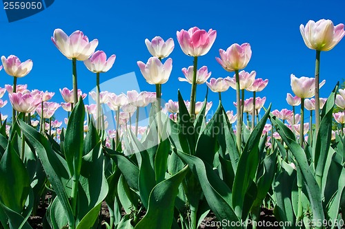 Image of Tulip flowers
