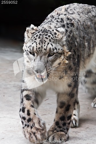 Image of Snow Leopard