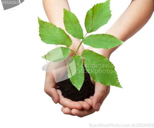 Image of Tree in hands