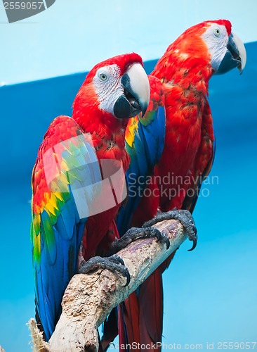 Image of Ara parrot